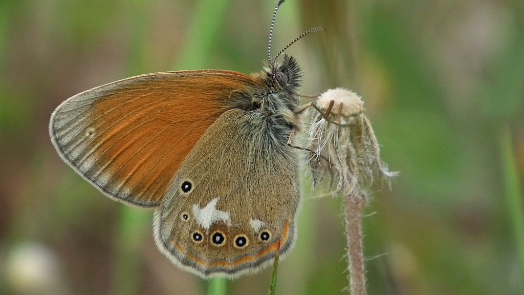 Strzępotek glicerion (Coenonympha glycerion)