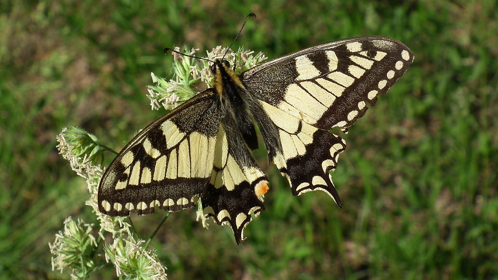 Paź królowej (Papilio machaon)