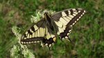 Paź królowej (Papilio machaon)