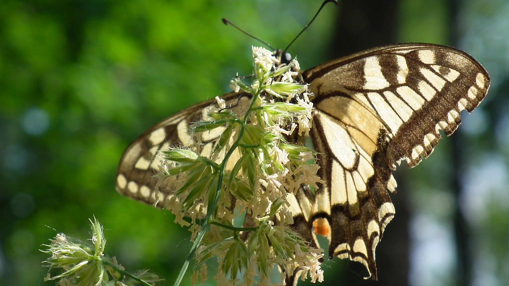 Paź królowej (Papilio machaon)