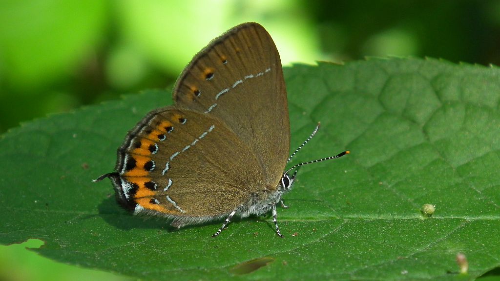 Ogończyk śliwowiec (Satyrium pruni)