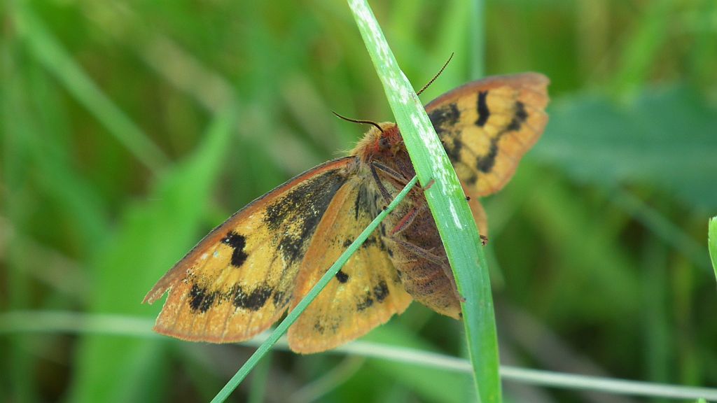 Niedźwiedziówka jastrzębica, marzymłódka pajacyk (Diacrisia sannio)