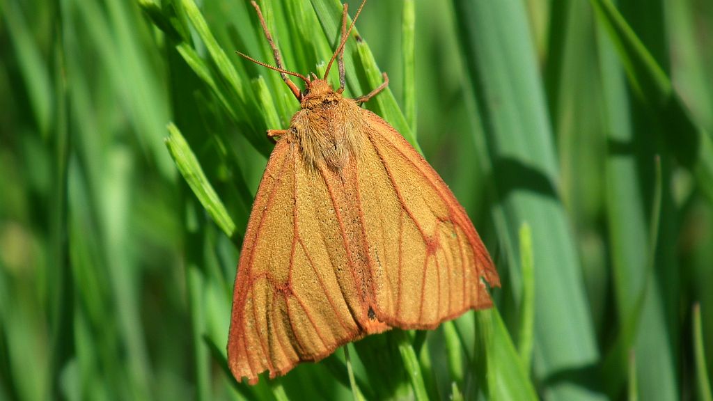 Niedźwiedziówka jastrzębica, marzymłódka pajacyk (Diacrisia sannio)