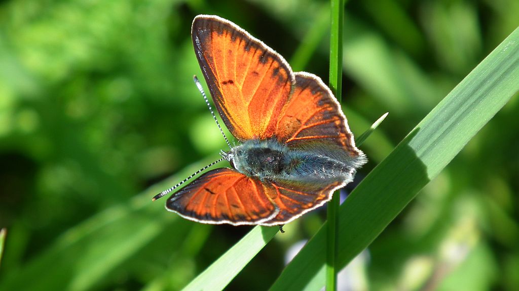 Czerwończyk płomieniec (Lycaena hippothoe)