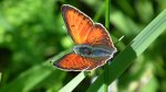 Czerwończyk płomieniec (Lycaena hippothoe)
