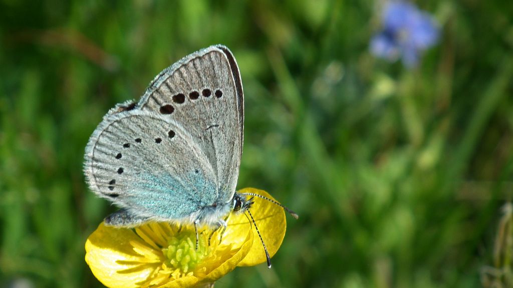 Modraszek aleksis (Glaucopsyche alexis)