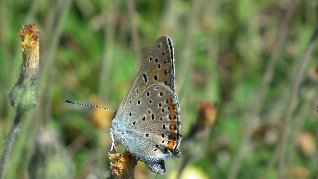 Czerwończyk zamgleniec (Lycaena alciphron)