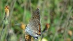 Czerwończyk zamgleniec (Lycaena alciphron)