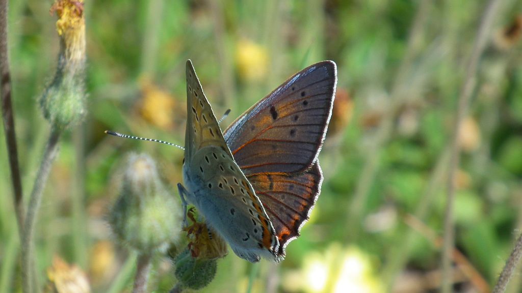 Czerwończyk zamgleniec (Lycaena alciphron)
