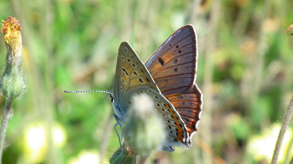 Czerwończyk zamgleniec (Lycaena alciphron)