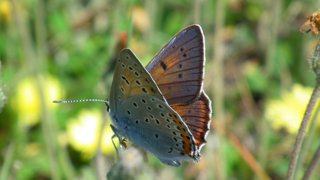Czerwończyk zamgleniec (Lycaena alciphron)