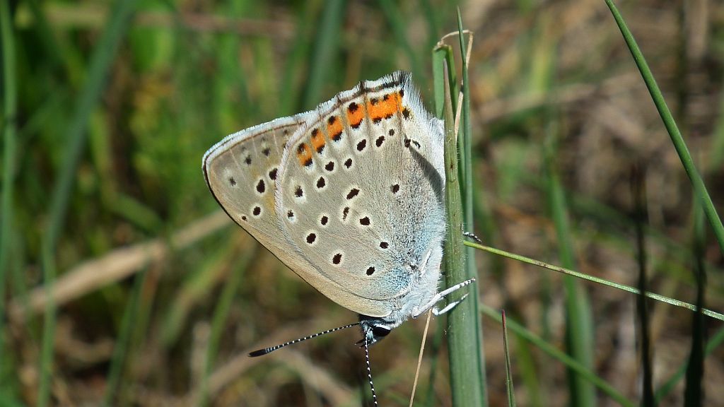 Czerwończyk zamgleniec (Lycaena alciphron)