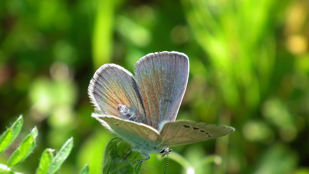 Modraszek aleksis (Glaucopsyche alexis)