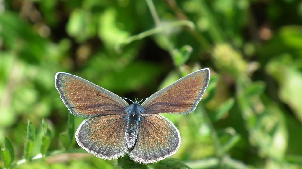 Modraszek aleksis (Glaucopsyche alexis)