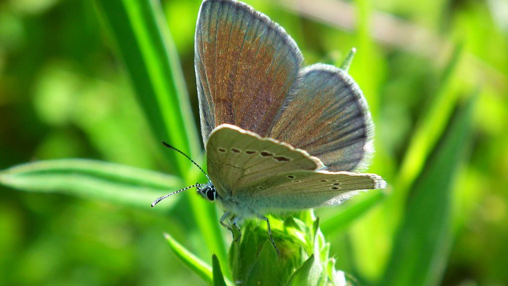 Modraszek aleksis (Glaucopsyche alexis)