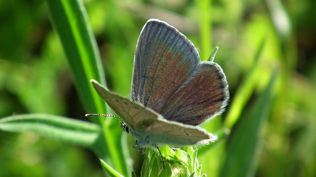 Modraszek aleksis (Glaucopsyche alexis)