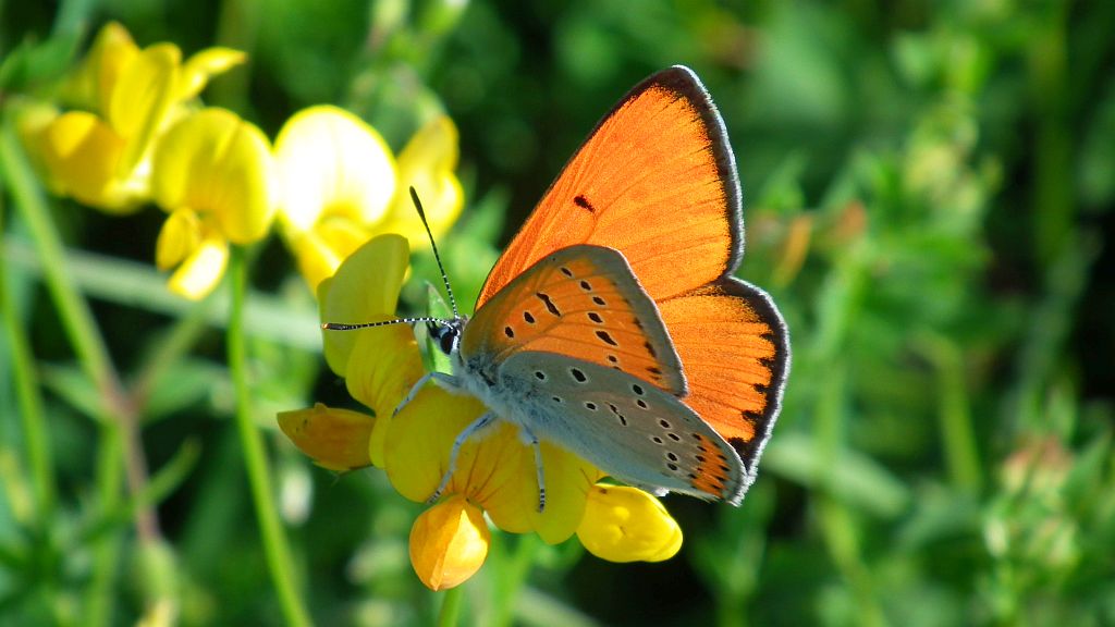 Czerwończyk nieparek (Lycaena dispar)