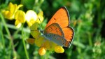 Czerwończyk nieparek (Lycaena dispar)
