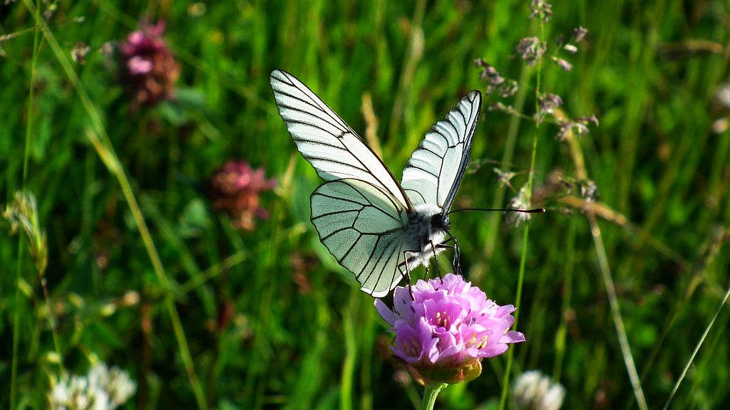 Niestrzęp głogowiec (Aporia crataegi)
