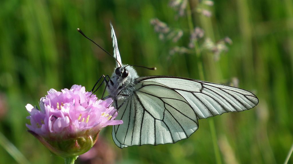 Niestrzęp głogowiec (Aporia crataegi)