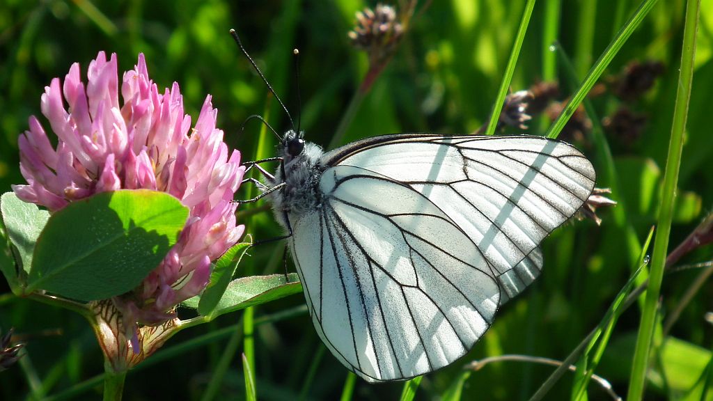 Niestrzęp głogowiec (Aporia crataegi)