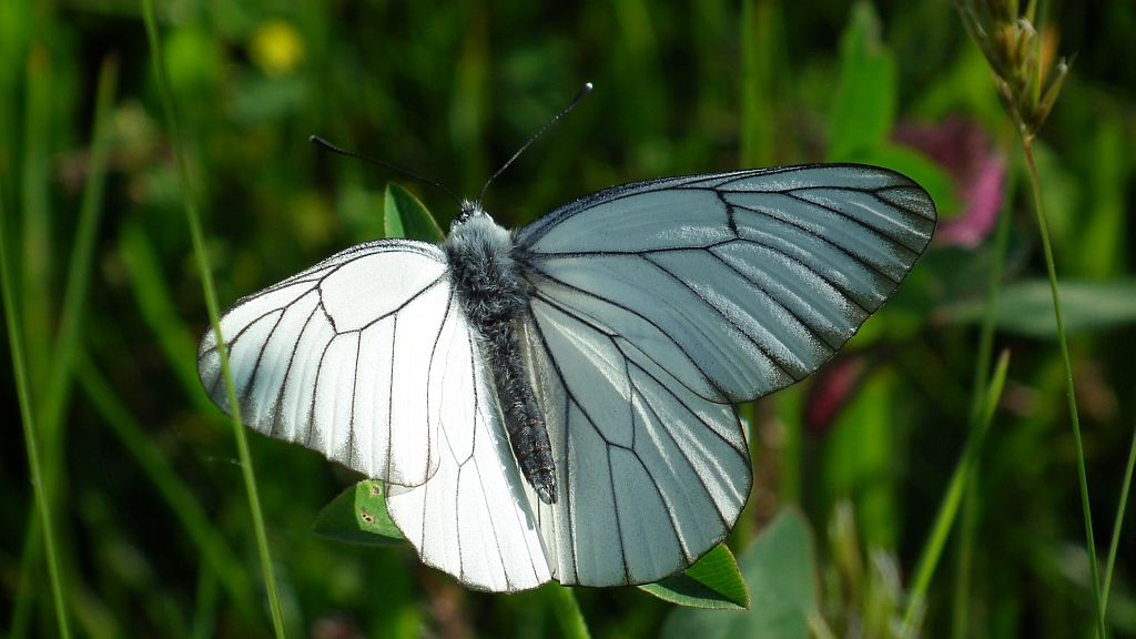 Niestrzęp głogowiec (Aporia crataegi)