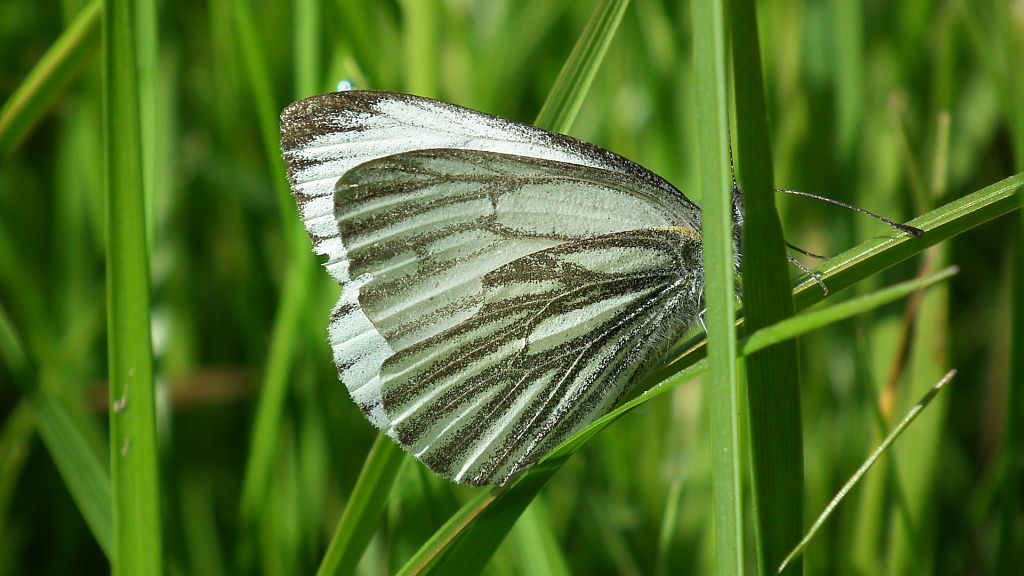 Bielinek bytomkowiec (Pieris napi)