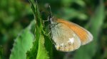 Strzępotek glicerion (Coenonympha glycerion)