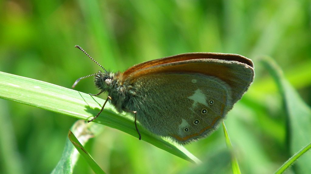Strzępotek glicerion (Coenonympha glycerion)