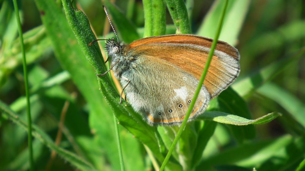 Strzępotek glicerion (Coenonympha glycerion)