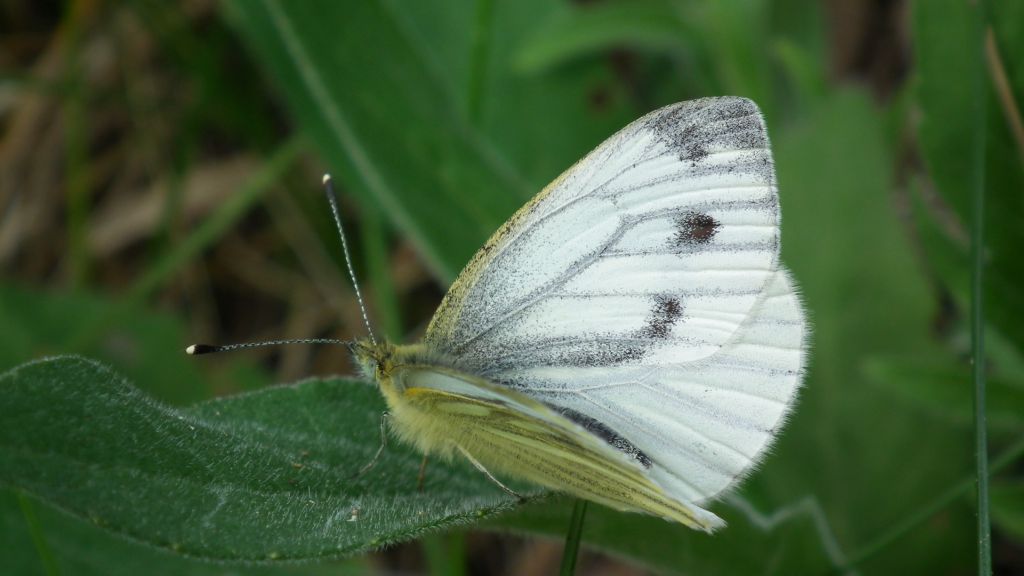 Bielinek bytomkowiec (Pieris napi)