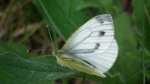 Bielinek bytomkowiec (Pieris napi)