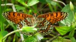 Przeplatka cinksia (Melitaea cinxia)