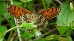 Przeplatka cinksia (Melitaea cinxia)