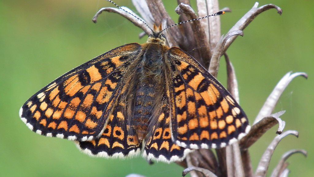 Przeplatka cinksia (Melitaea cinxia)
