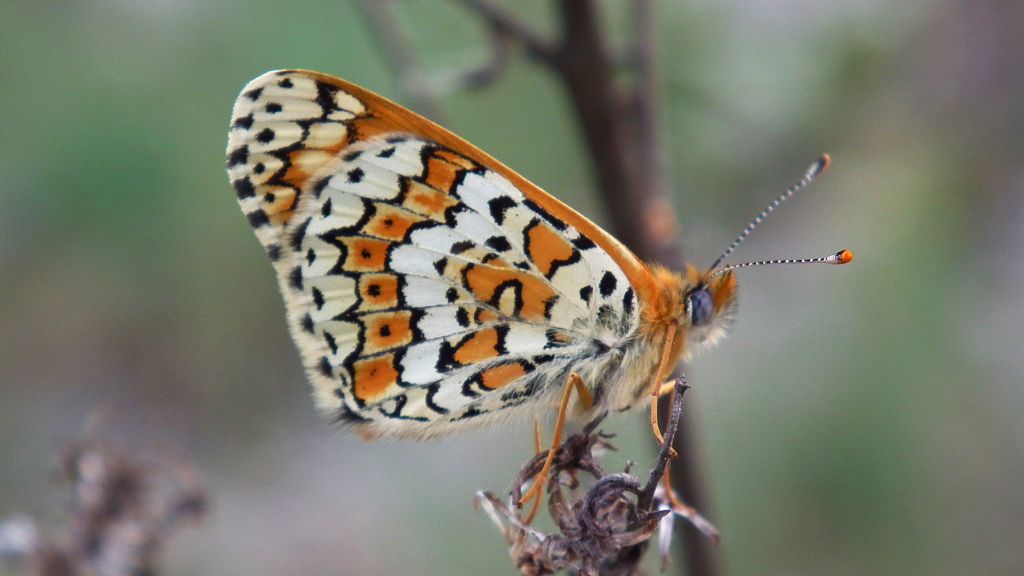 Przeplatka cinksia (Melitaea cinxia)