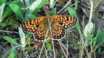 Przeplatka cinksia (Melitaea cinxia)
