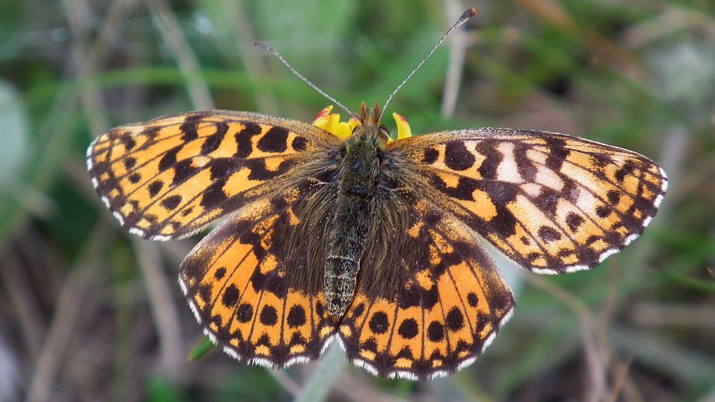 Dostojka dia (Boloria dia)