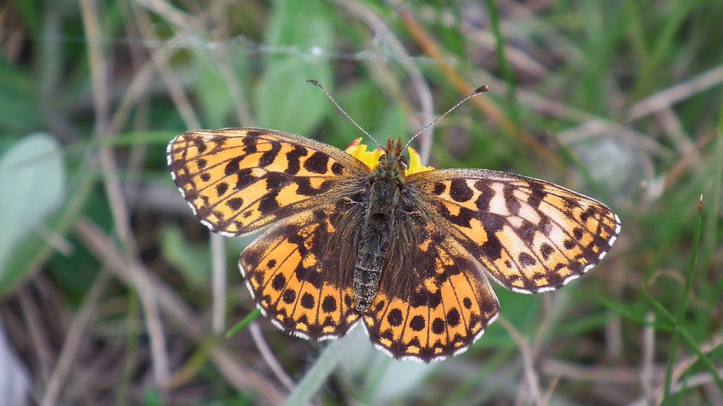 Dostojka dia (Boloria dia)