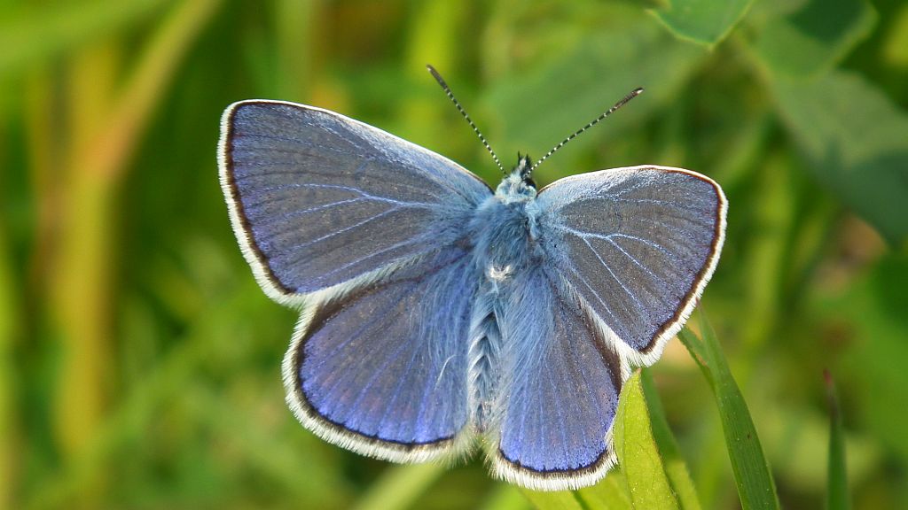 Modraszek ikar,mnogooczak ikar (Polyommatus icarus)
