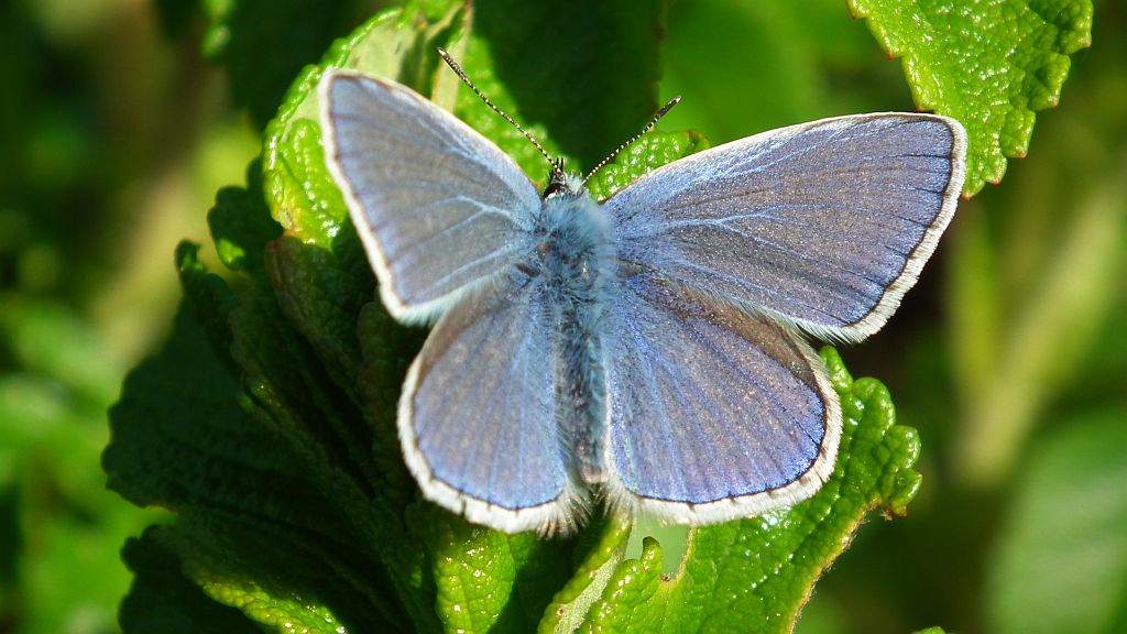 Modraszek ikar,mnogooczak ikar (Polyommatus icarus)