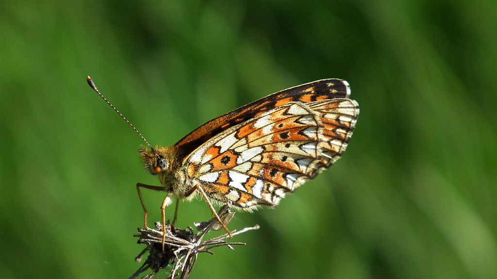 Dostojka selene (Boloria selene)