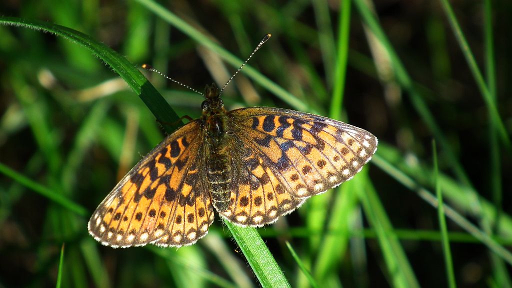 Dostojka selene (Boloria selene)