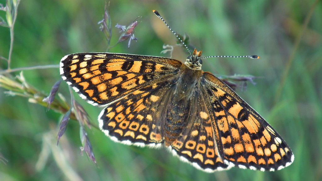 Przeplatka cinksia (Melitaea cinxia)