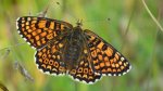 Przeplatka cinksia (Melitaea cinxia)