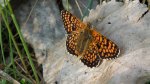 Przeplatka cinksia (Melitaea cinxia)