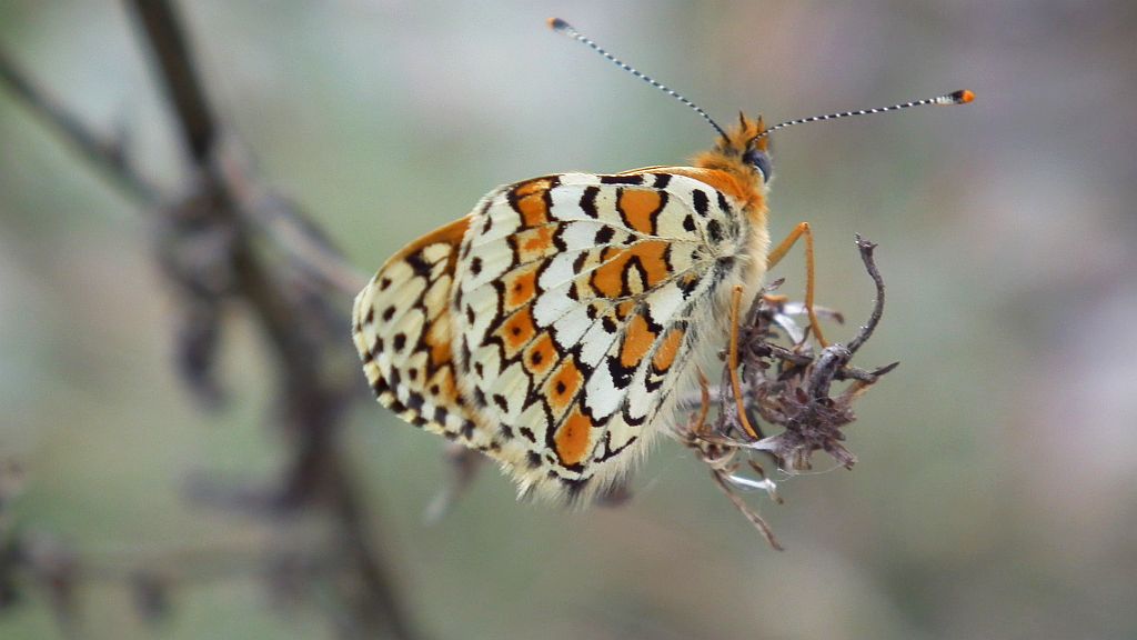Przeplatka cinksia (Melitaea cinxia)