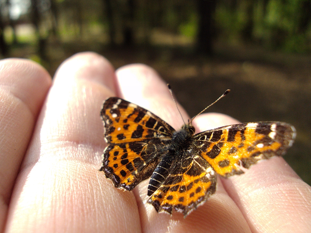 Rusałka kratkowiec (Araschnia levana)