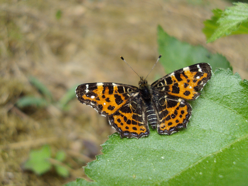 Rusałka kratkowiec (Araschnia levana)