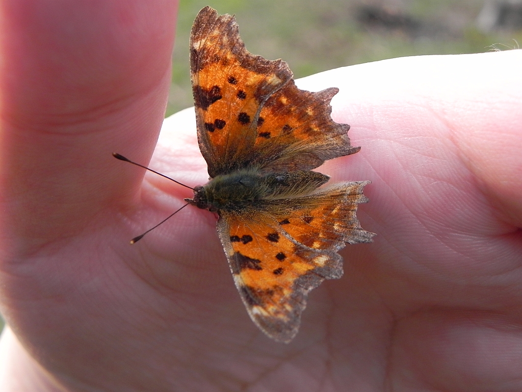 Rusałka ceik (Polygonia c-album)